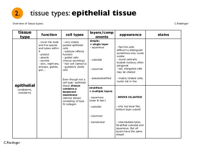 Epithelial Tissue Pdf